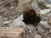 Erebia triarius